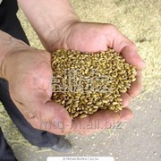 Семена озимой пшеницы сорт Бория