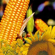 Материал посадочный: кукуруза, подсолнечник.