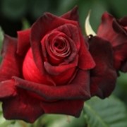 Чайно-гибридная роза “Бакароле“ (Barkarole) фото
