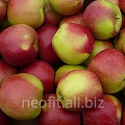 Яблоки Лигол фото