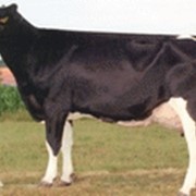 Генетика высокопродуктивных Коров
