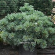 Сосна Pinus strobus Macopin