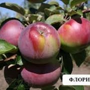 Саженци яблони Флорина фото