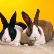 Кролики на экспорт фото