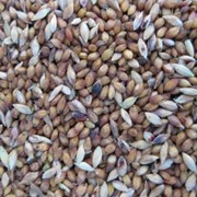 Семена суданки, сорт МИРОНОВСКАЯ-10
