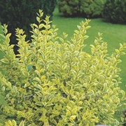 Бирючина обыкновенная Ligustrum Vulgare Lodense 30-40 5/7sh фотография