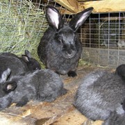 Кролики Чёрно-бурый