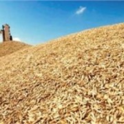 Культуры зерновые зерно зерновые продам в одесской области фотография