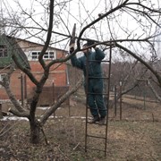 Обрезка сада и винограда фотография