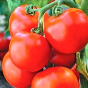 Семена томатов Амулет фото