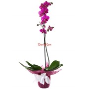 Орхидея светло-лиловая фото