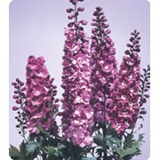 Семена Дельфиниум Альпийский Lilac Pink фото
