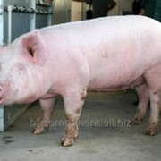 Препарат биологический для промышленного производства свинины Лактобифадол фото