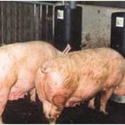Свиньи породы Ландрас