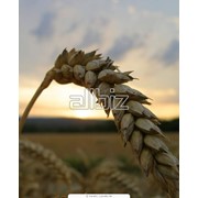 Пшеница фуражная. Пшеница семейства злаки. Зерновые, бобовые и крупяные культуры