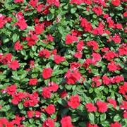 Семена для цветов Vinca F1 (Catharanthus roseus) Red фото