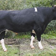 Сперма быков-производителей Черно-пестрой породы