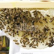 Препараты для профилактики и лечения вирусных болезней пчёл (острый и хронический паралич, цитобактериоз), стимуляции роста пчел, развития и повышения устойчивости к неблагоприятным факторам внешней среды