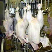 Оборудование участка охлаждения птицы фото