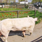 Свиньи породы Ландрас в Молдове фотография