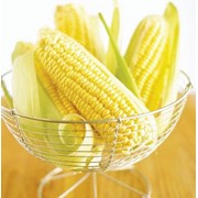 Кукуруза, выращивание