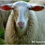 Полугрубошерстые овцы