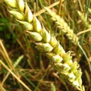 Яровая пшеница на экспорт