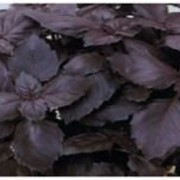 Семена базилика фиолетового Темный опал 0,5 г
