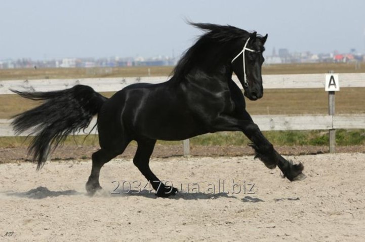 алмаз жеребец. донская порода лошадей конезавод. цксо соколбниекидень лошади 04. бега фотофиниш ипподром. лошадь 4 года.