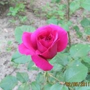 Роза парковая Красная