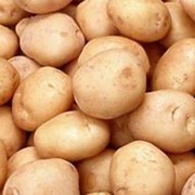 Картофель кормовой, наша компания предлагает овощи оптом фото