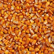 Семена кукурузы РОСС 140, 199, Краснодарский 194