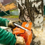 Спиливание деревьев в городе фото