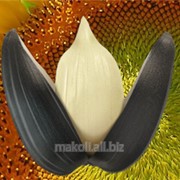 Ядро семян подсолнечника кондитерское и масличное фото