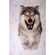 Трофейная голова волка. фото