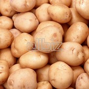 Оптовая продажа картофеля