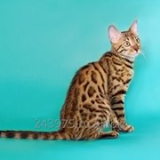 Бенгальская кошка фотография