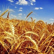 Семена пшеница озимая фото