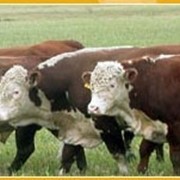 Товарные телки и быки породы Герефорд фото
