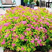 Спирея японская Мэжик Карпет (Spiraea japonica MAGIC CARPET 'Walbuma') фото