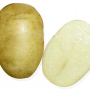 Картофель Удалец фото