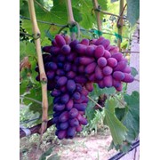 Саженцы винограда КарМаКод