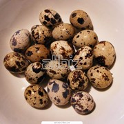 Яйца перепелиная пищевая
