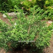 Можжевельник Juniperus chinensis Plumosa Albovariegata фотография