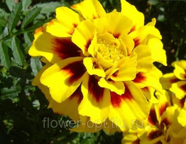 Тагетес (бархатцы) отклоненный в Москве (Рассада цветов) - Цветочный ...