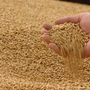 Озимая пшеница фото