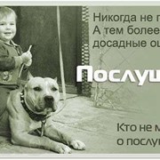 Консультации кинолога! фото