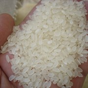 Рис оптом круглозерный
