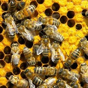 Пчеломатки фото