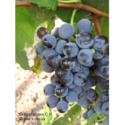 Виноград изабельных сортов на вино. фото
